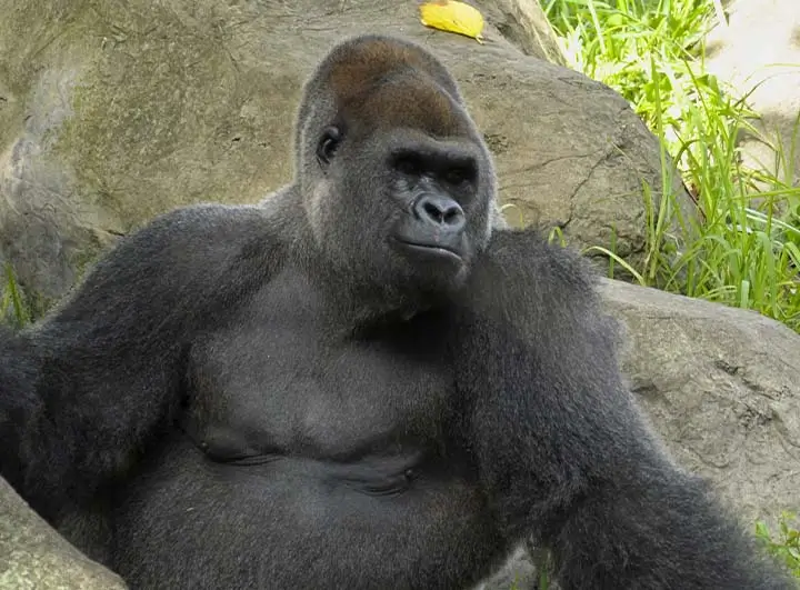 Western Lowland Gorilla